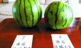 今日宜吃瓜第四集,揭秘娱乐圈背后的秘密与真相